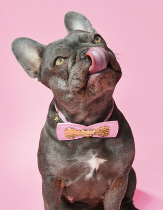 P.Louise Hondenhalsband